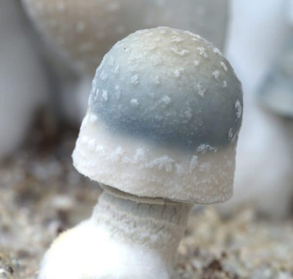 Can Magic Mushrooms Help With Alcoholism Mymushroomhealth