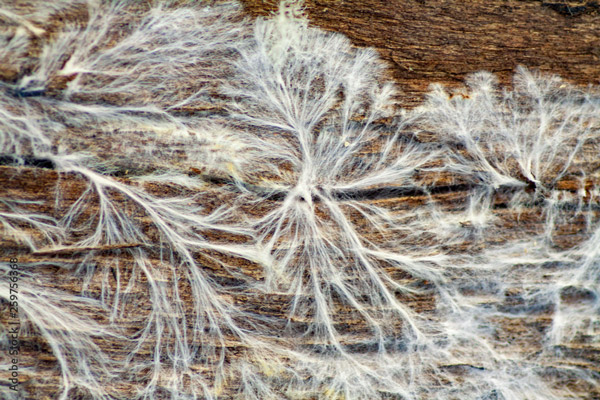 MYCELIUM-MUSHROOM