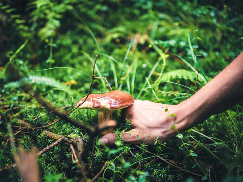 FRESH-MUSHROOMS