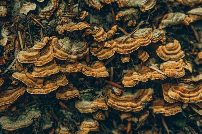 Turkey Tail Mushroom Benefits and How They Work