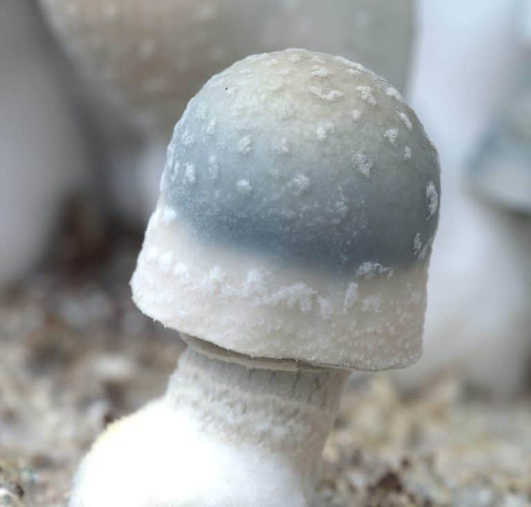 Can Magic Mushrooms help with Alcoholism?