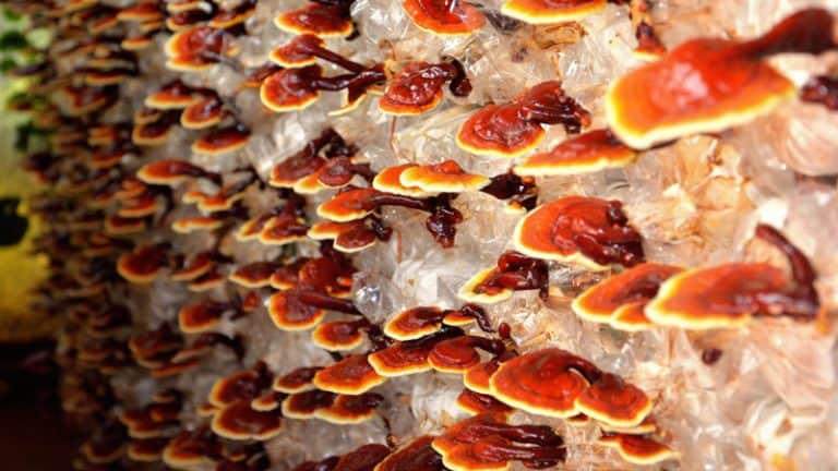 Reishi Mushrooms Benefits & Immune Support