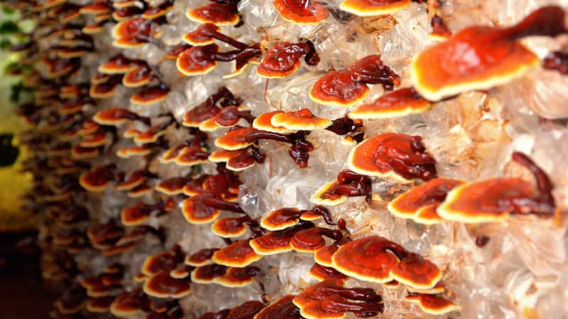 Reishi-Mushrooms-Benefits-&-Immune-Support