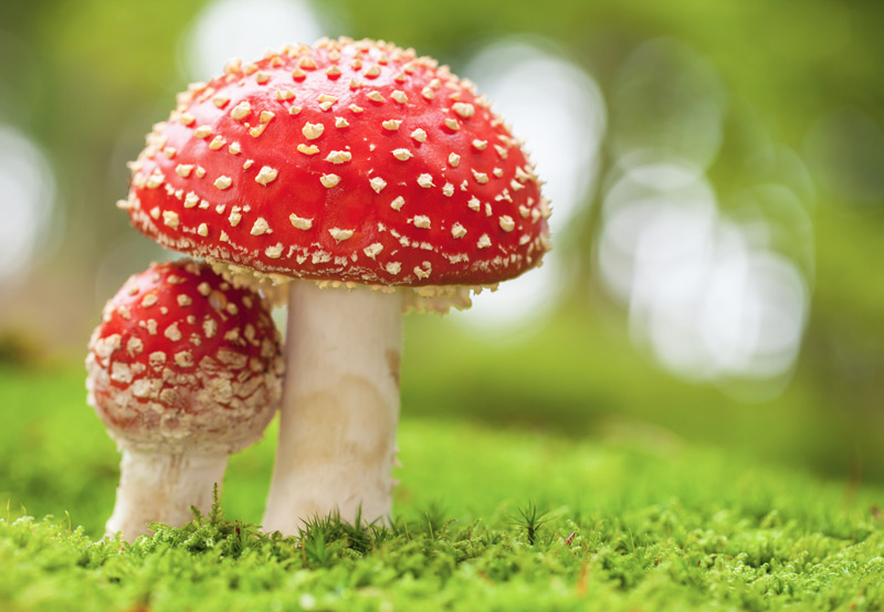 Combining Cannabis And Magic Mushrooms - MyMushroomHealth