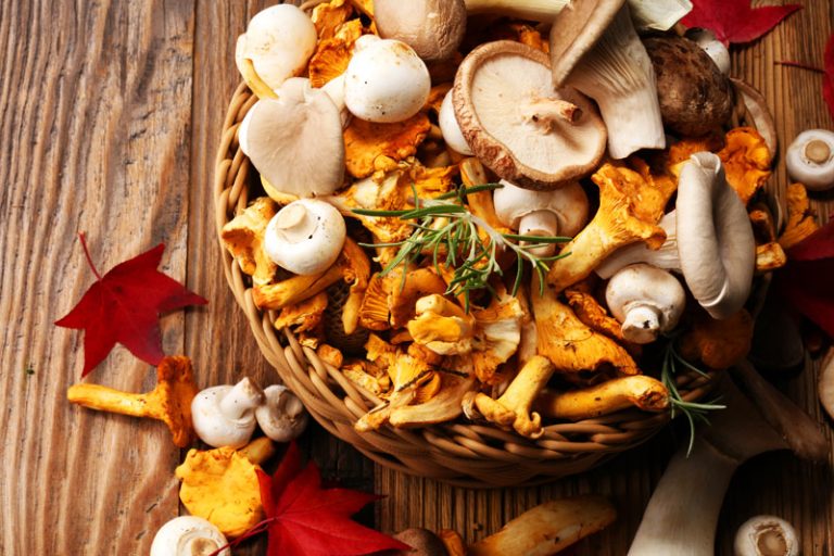Harvard School of Public Health On The Nutritional Benefits of Mushrooms