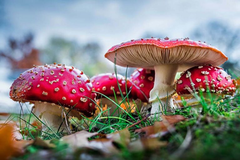 Making Amanita Mushrooms Safe