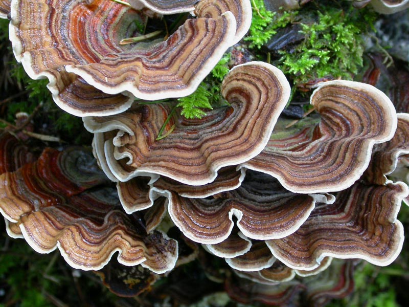 Turkey-Tail-Mishrooms